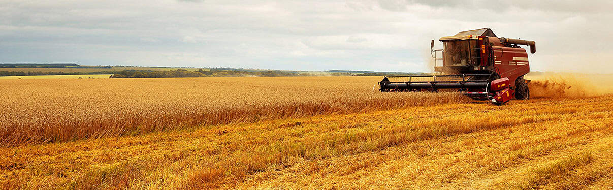 Panoramic view at combine harvester working on a wheat field.
